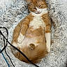 Girlie joined the competition — help win amazing prizes! animal, black_cable, blue_cable, cable, cat, cozy, cute, domestic_cat, fluffy_blanket, fur, indoor, lying_down, orange_cat, paw, pet, relaxed, resting, shaggy_texture, sleepy, white_fur