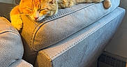Girlie is registered to the contest to win money with this photo: cat, couch, cozy, domestic_animal, feline, fur, furniture, home, indoor, living_room, orange_cat, paw, pet, relaxing, resting, sleeping, sunlight, tail, whiskers, window