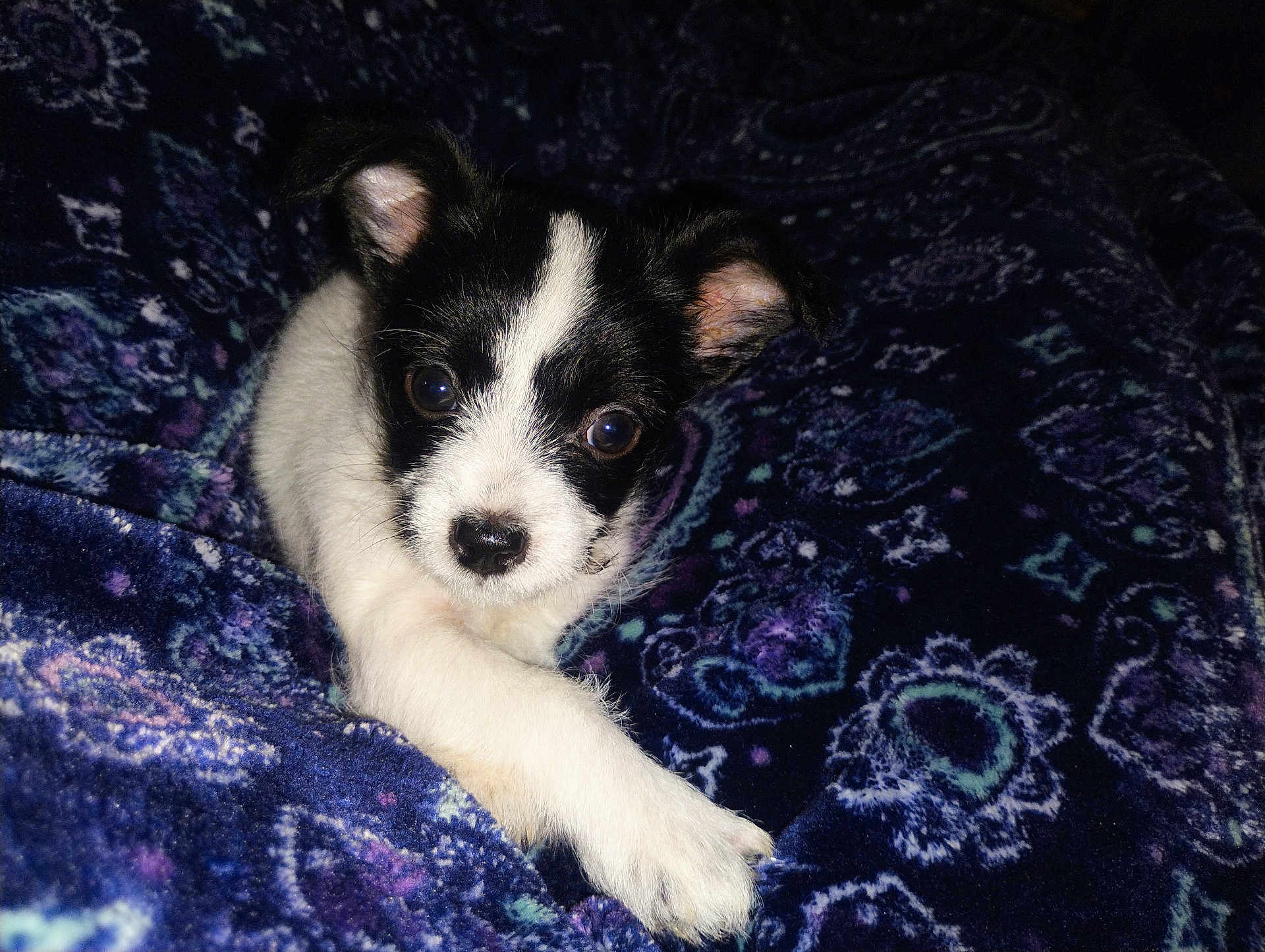 Cash is registered to the contest to win money with this photo: puppy, dog, black_and_white, blanket, patterned, cozy, pet, animal, cute, fur, small, indoor, laying, paw, face, ears, nose, young, companion, relaxing