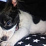 Cash joined the competition — help win amazing prizes! puppy, dog, black_and_white, close_up, chewing, paw, lying_down, star_pattern, fabric, cute, young, pet, animal, fur, nose, sleepy, small, indoor, soft, resting