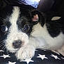 Cash is registered to the contest to win money with this photo: puppy, dog, black_and_white, close_up, paw, star_pattern, cute, pet, animal, fur, whiskers, nose, eyes, resting, indoor, soft_light, young, portrait, cozy, sleepy