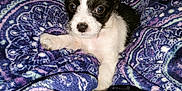 Cash is registered to the contest to win money with this photo: puppy, dog, black_and_white, blanket, patterned, blue, purple, cute, small, pet, fur, indoors, cozy, resting, young, animal, portrait, paw, curious, comfort