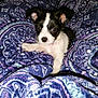 puppy, dog, black_and_white, blanket, patterned, blue, purple, cute, small, pet, fur, indoors, cozy, resting, young, animal, portrait, paw, curious, comfort