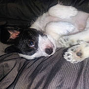 Cash joined the competition — help win amazing prizes! puppy, dog, black_and_white, lying_down, paws, blanket, pet, cute, fur, close_up, indoor, resting, young, animal, canine, sleepy, small, adorable, portrait, paw_pads