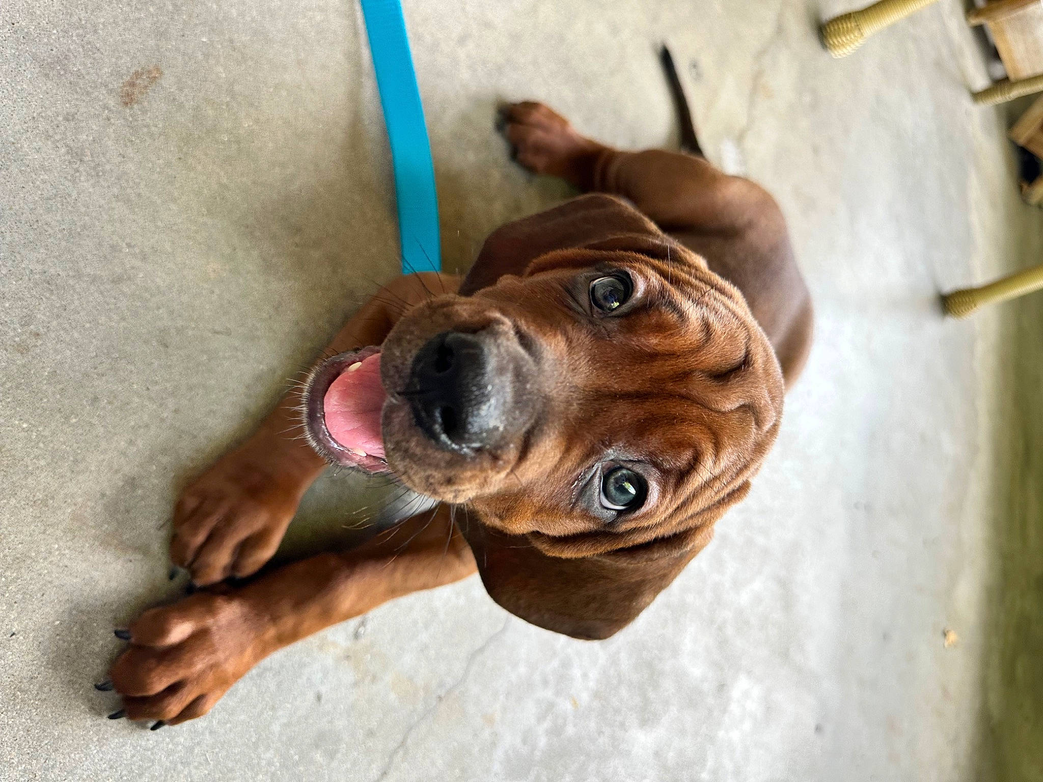 Hank is registered to the contest to win money with this photo: canidae, carnivore, collar, companion_dog, dog, dog_breed, dog_collar, ear, eyewear, fawn, liver, pet_supply, selfie, snout, sporting_group, whiskers, wood, working_animal, working_dog, wrinkle