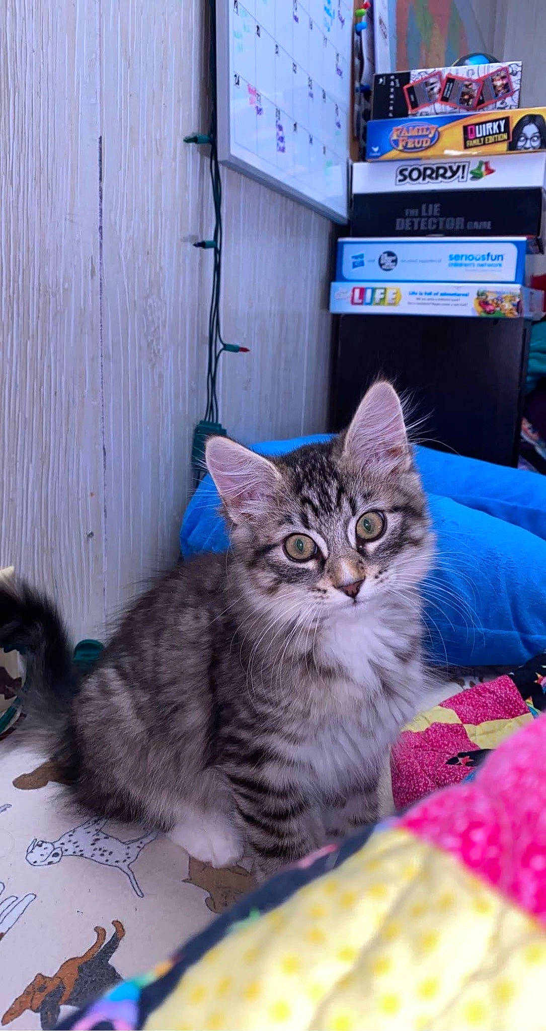 Meeko joined the competition — help win amazing prizes! box, carnivore, cat, claw, comfort, domestic_short_haired_cat, door, event, felidae, fur, paw, petal, plant, small_to_medium_sized_cats, tail, whiskers, window