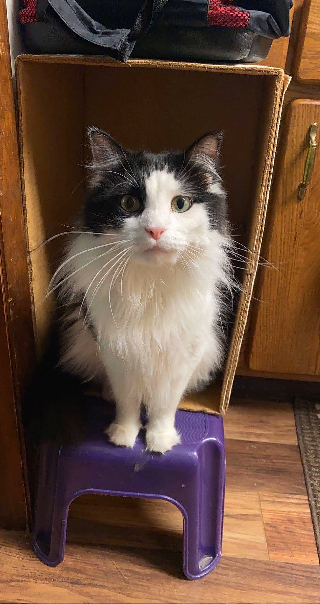 Scooby joined the competition — help win amazing prizes! box, carnivore, cat, cat_supply, chair, domestic_short_haired_cat, felidae, flooring, fur, hardwood, sitting, small_to_medium_sized_cats, snout, tail, whiskers, wood