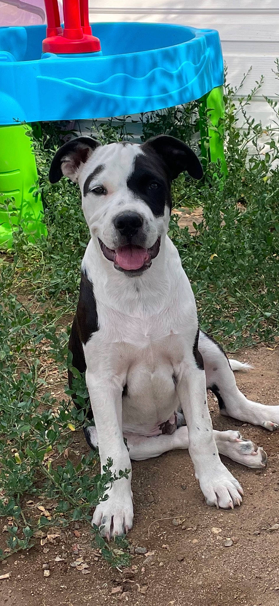 Nico joined the competition — help win amazing prizes! ancient_dog_breeds, canidae, carnivore, collar, companion_dog, dog, dog_breed, dog_collar, fawn, grass, molosser, non_sporting_group, plant, snout, sporting_group, tail, whiskers, working_animal, working_dog