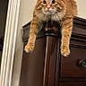 animal, cat, curious, cute, domestic_animal, dresser, ears, face, feline, fluffy, furniture, indoor, mammal, orange_cat, paws, pet, relaxed, whiskers, wide_eyes, wood
