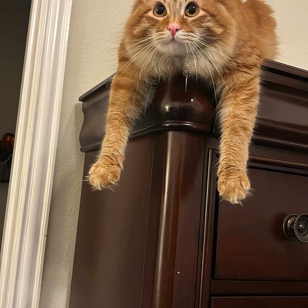 Archie is registered to the contest to win money with this photo: animal, cat, curious, cute, domestic_animal, dresser, ears, face, feline, fluffy, furniture, indoor, mammal, orange_cat, paws, pet, relaxed, whiskers, wide_eyes, wood