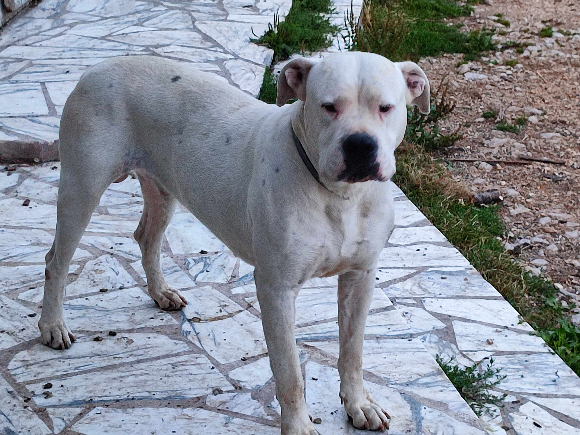 Lahos participe au concours pour gagner de l'argent avec cette photo : dog, white_dog, standing, outdoor, mosaic_path, grass, dirt, collar, pet, animal, canine, alert, spot, pavement, nature, sidewalk, fur, four_legs, ears, snout