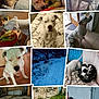 Lahos participe au concours pour gagner de l'argent avec cette photo : dog, white_dog, puppies, baby, child, snow, outdoor, indoor, floor, tile, grass, concrete, play, pet, animal, cuddle, affection, collage, happy, curious