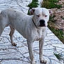 dog, white_dog, outdoor, pavement, stone_floor, grass, animal, pet, alert, standing, collar, canine, nature, ground, fur, four_legs, ears, nose, quiet, watchful