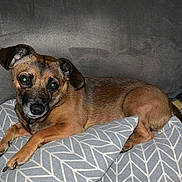 Millie is registered to the contest to win money with this photo: dog, brown_dog, pet, couch, pillow, indoor, resting, looking_at_camera, relaxed, fur, ears, snout, animal, companion, home, furniture, canine, portrait, domestic, cute