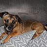 dog, brown_dog, pet, couch, pillow, indoor, resting, looking_at_camera, relaxed, fur, ears, snout, animal, companion, home, furniture, canine, portrait, domestic, cute