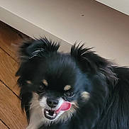 Boubou a rejoint le concours — aidez-le/la à gagner de superbes lots ! dog, black_dog, tongue_out, licking, fluffy, indoor, wooden_floor, pet, cute, animal, playful, fur, small_dog, canine, closeup, face, ears, tongue, adorable, expression