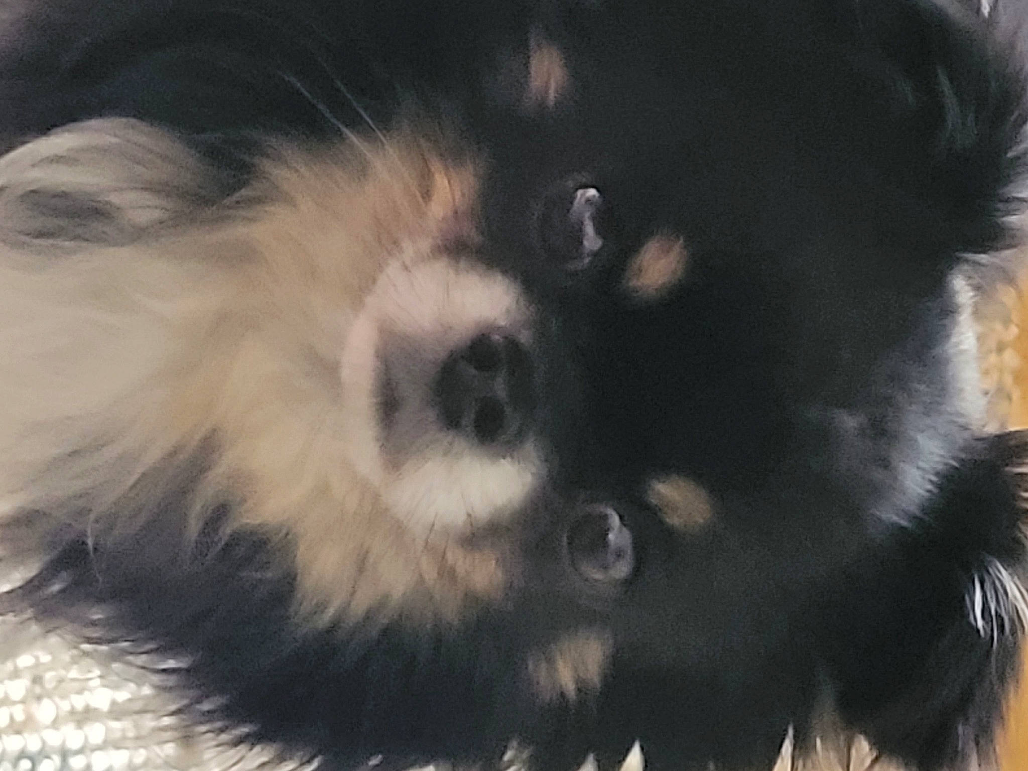 Nabucco participe au concours pour gagner de l'argent avec cette photo : ancient_dog_breeds, canidae, carnivore, companion_dog, dog, dog_breed, dog_supply, fur, german_spitz, german_spitz_klein, liver, non_sporting_group, puppy, snout, sporting_group, toy_dog, whiskers, working_animal, working_dog