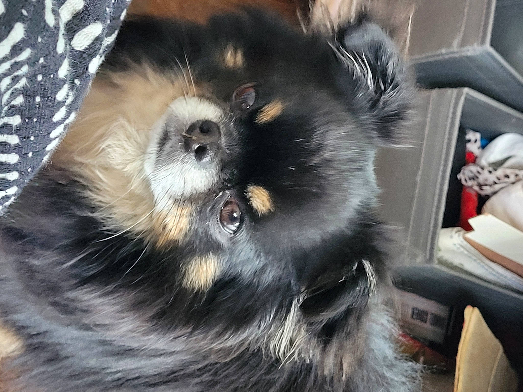 Nabucco participe au concours pour gagner de l'argent avec cette photo : canidae, carnivore, companion_dog, dog, dog_breed, dog_supply, fur, german_spitz_klein, german_spitz_mittel, non_sporting_group, pet_supply, puppy, snout, spitz, sporting_group, tail, terrestrial_animal, toy_dog, whiskers, working_animal