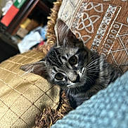 Mio joined the competition — help win amazing prizes! animal, blanket, cat, closeup, cozy, curious, cushion, cute, ears, fabric, fur, furniture, home, indoor, kitten, pattern, pet, resting, tabby, whiskers