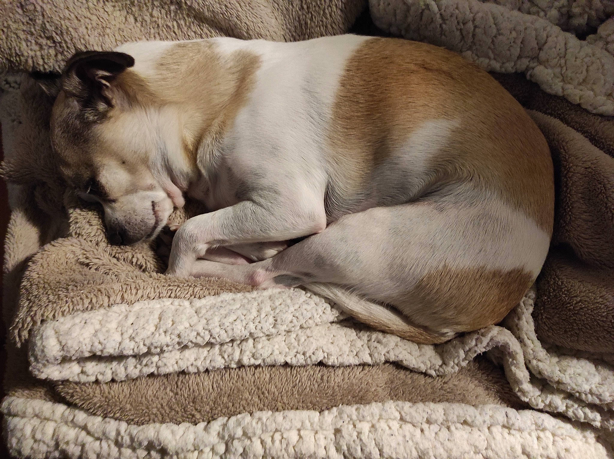 Milou participe au concours pour gagner de l'argent avec cette photo : canidae, carnivore, comfort, companion_dog, dog, dog_breed, fawn, felidae, fur, grey, linens, nap, non_sporting_group, paw, sleep, snout, sporting_group, terrestrial_animal, whiskers, wildlife