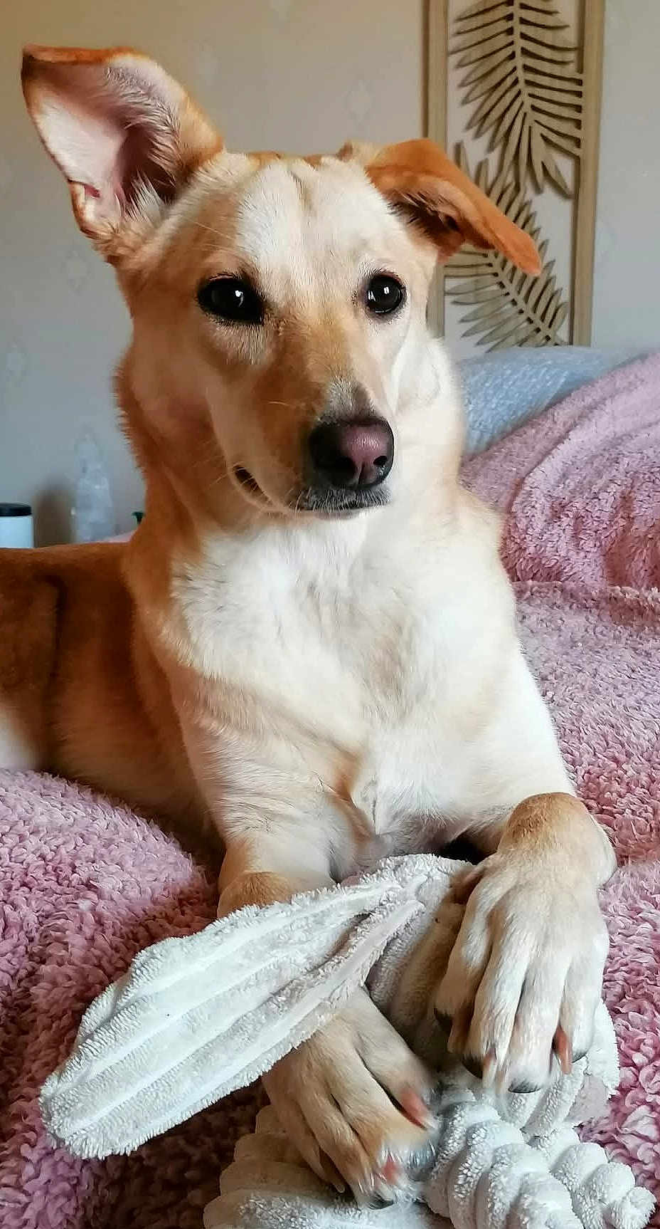 Vanille