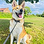 Kyla is registered to the contest to win money with this photo: dog, canine, pet, leash, collar, grass, tree, park, outdoor, sunny, happy, tongue_out, sitting, ears_up, nature, sky, clouds, house, daytime, animal