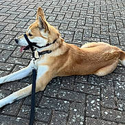 Kyla is registered to the contest to win money with this photo: dog, leash, harness, pavement, outdoor, animal, canine, pet, resting, side_view, tan_fur, white_fur, tongue_out, ears_up, collar, quiet, calm, daylight, walking, urban