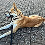 dog, leash, harness, pavement, outdoor, animal, canine, pet, resting, side_view, tan_fur, white_fur, tongue_out, ears_up, collar, quiet, calm, daylight, walking, urban