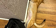 Kyla is registered to the contest to win money with this photo: dog, puppy, sleeping, floor, wooden_floor, backpack, indoor, corner, relaxed, pet, fur, tail, paws, resting, cozy, home, animal, canine, quiet, napping