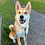 Kyla is registered to the contest to win money with this photo: dog, animal, pet, canine, outdoor, grass, path, leash, ears, smiling, happy, nature, portrait, sitting, daylight, fur, muzzle, black_nose, brown_fur, eyes