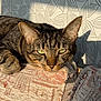cat, tabby, sofa, couch, indoor, sunlight, shadow, relaxed, feline, pet, animal, texture, pattern, wallpaper, resting, closeup, cozy, ears, green_eyes, whiskers