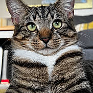 Sid joined the competition — help win amazing prizes! cat, tabby, green_eyes, close_up, portrait, whiskers, fur, animal, pet, indoor, curious, calm, mammal, feline, striped, cute, domestic_cat, soft_light, focused, resting