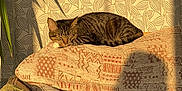 Sid is registered to the contest to win money with this photo: cat, tabby, sleeping, cushion, patterned_cushion, sunlight, shadow, leafy_wallpaper, indoor, plant, green_leaves, cozy, resting, feline, pet, home_interior, warm_light, relaxation, soft_texture, quiet