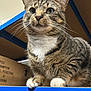 cat, tabby, whiskers, paws, shelf, blue_shelf, cardboard_box, indoor, storage, warehouse, curious, animal, pet, feline, closeup, portrait, striped, fur, looking, alert
