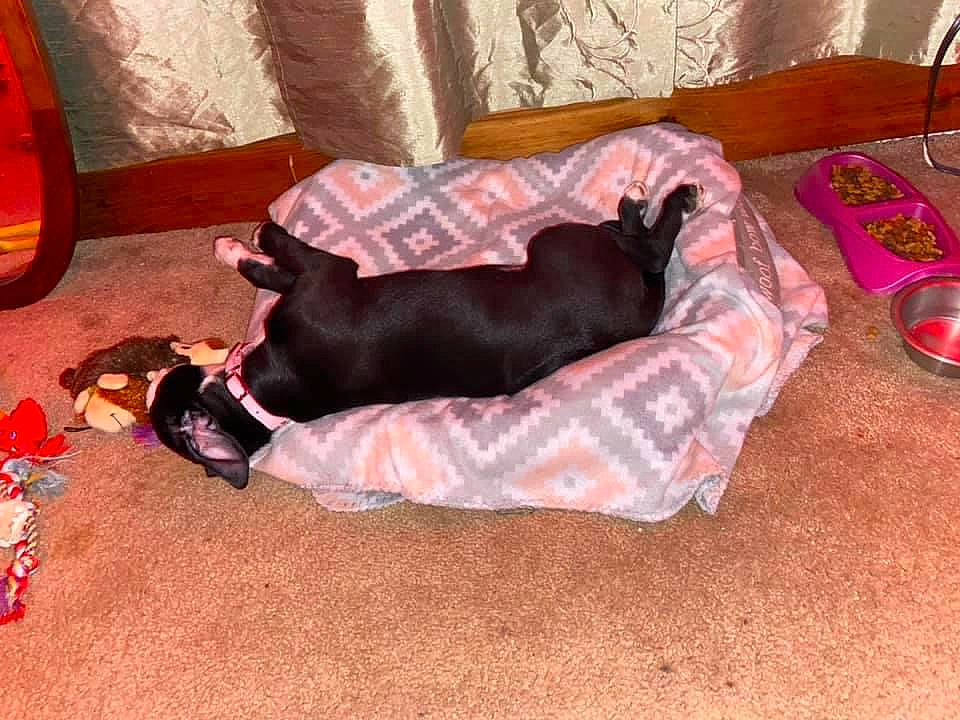 Avalynn is registered to the contest to win money with this photo: canidae, carnivore, comfort, companion_dog, couch, dog, dog_breed, dog_supply, fawn, floor, flooring, hardwood, linens, liver, pet_supply, snout, sporting_group, studio_couch, tail, working_animal