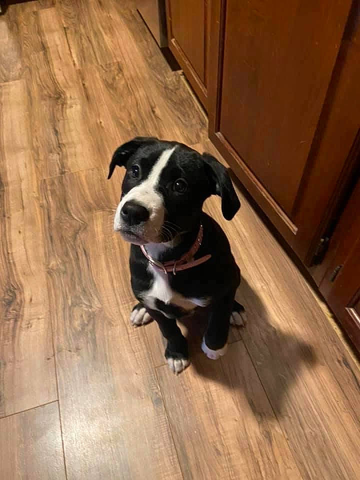 Avalynn joined the competition — help win amazing prizes! borador, boston_terrier, carnivore, collar, companion_dog, dog, dog_breed, dog_collar, fawn, floor, flooring, hardwood, laminate_flooring, plank, tail, whiskers, wood, wood_flooring, wood_stain, working_animal