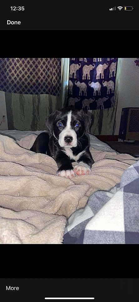 Avalynn is registered to the contest to win money with this photo: bored, canidae, carnivore, comfort, companion_dog, dog, dog_breed, dog_supply, flooring, fur, giant_dog_breed, linens, pattern, puppy, rectangle, sporting_group, square, toy_dog, whiskers, working_animal