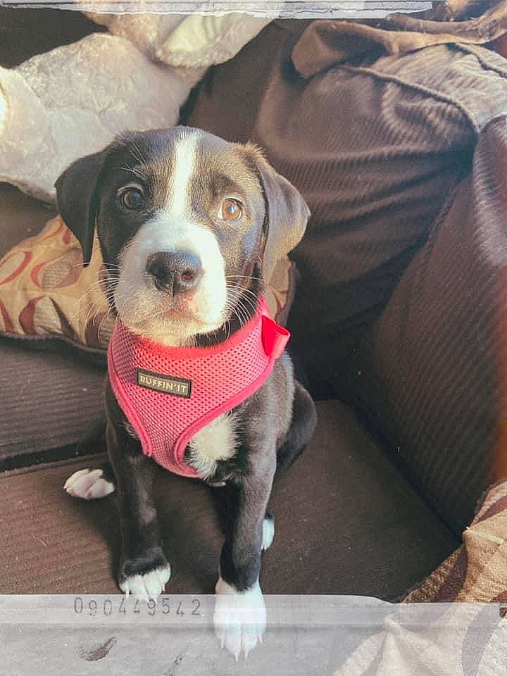 Avalynn joined the competition — help win amazing prizes! adventure, canidae, carnivore, circle, collar, comfort, companion_dog, dog, dog_breed, dog_clothes, dog_collar, dog_supply, fashion_accessory, hunting_dog, leash, personal_protective_equipment, pet_supply, snout, sporting_group, working_animal