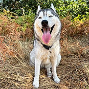 Luna a rejoint le concours — aidez-le/la à gagner de superbes lots ! dog, husky, animal, pet, outdoor, nature, grass, leafy_bushes, happy, tongue_out, sitting, canine, fur, collar, summer, sunlight, smiling, closeup, portrait, wildlife