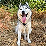 dog, husky, animal, pet, outdoor, nature, grass, leafy_bushes, happy, tongue_out, sitting, canine, fur, collar, summer, sunlight, smiling, closeup, portrait, wildlife