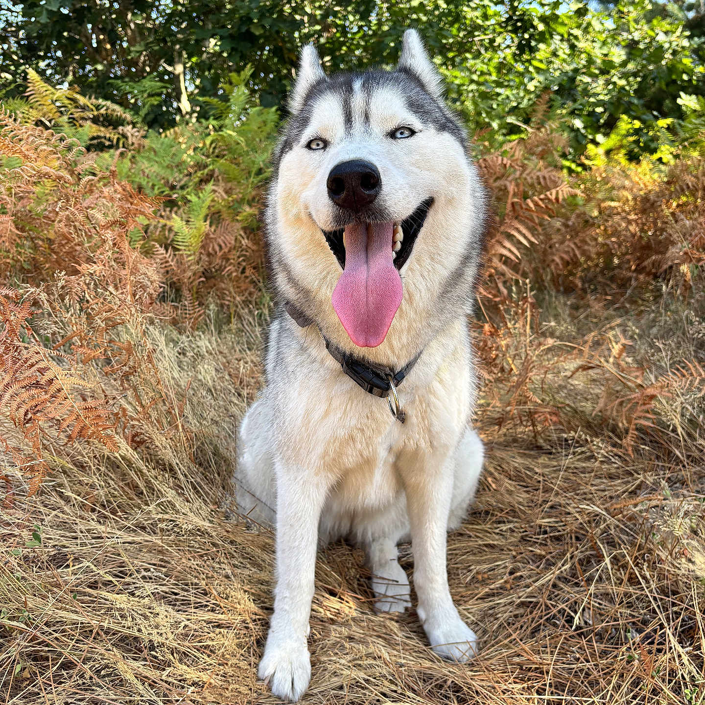 Luna