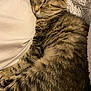 Britney is registered to the contest to win money with this photo: cat, tabby, sleeping, pet, feline, cozy, resting, fur, whiskers, pillow, blanket, indoor, closeup, cute, animal, mammal, relaxation, comfort, soft, domestic