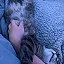Britney is registered to the contest to win money with this photo: cat, tabby, pet, animal, feline, sleeping, relaxed, blanket, texture, hand, arm, indoor, cozy, fur, resting, comfort, soft, striped, cute, domestic