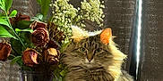 Britney joined the competition — help win amazing prizes! cat, tabby_cat, fluffy_cat, vase, dried_roses, flowers, green_leaves, wooden_surface, curtain, indoor, sunlight, shadow, pet, feline, sitting, fur, domestic_animal, nature, still_life, portrait