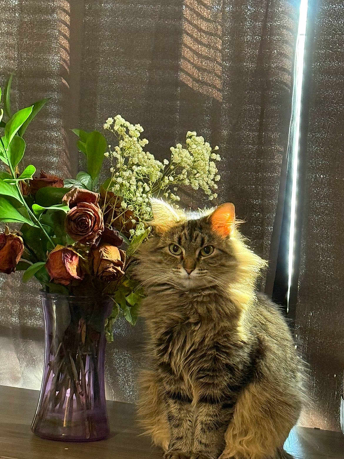 Britney joined the competition — help win amazing prizes! cat, tabby_cat, fluffy_cat, vase, dried_roses, flowers, green_leaves, wooden_surface, curtain, indoor, sunlight, shadow, pet, feline, sitting, fur, domestic_animal, nature, still_life, portrait