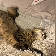 Britney joined the competition — help win amazing prizes! cat, tabby, sleeping, fluffy, blanket, bed, fur, cozy, indoor, relaxed, paw, resting, striped, animal, pet, feline, cute, shaggy, mammal, home