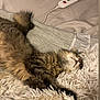 cat, tabby, sleeping, fluffy, blanket, bed, fur, cozy, indoor, relaxed, paw, resting, striped, animal, pet, feline, cute, shaggy, mammal, home