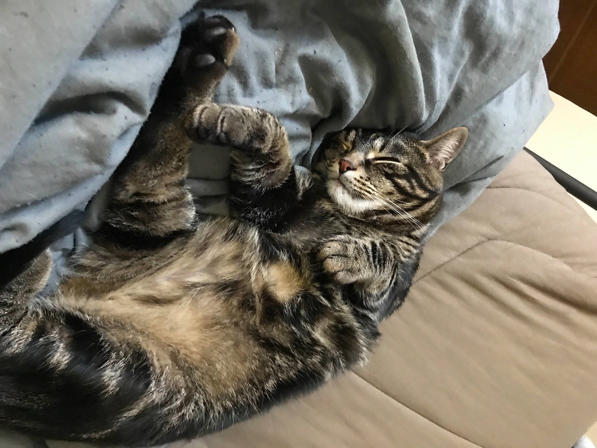 Finnegan a rejoint le concours — aidez-le/la à gagner de superbes lots ! bed, bedding, carnivore, cat, claw, comfort, domestic_short_haired_cat, felidae, fur, grey, human_leg, linens, mammal, paw, sleeve, small_to_medium_sized_cats, tail, textile, vertebrate, whiskers