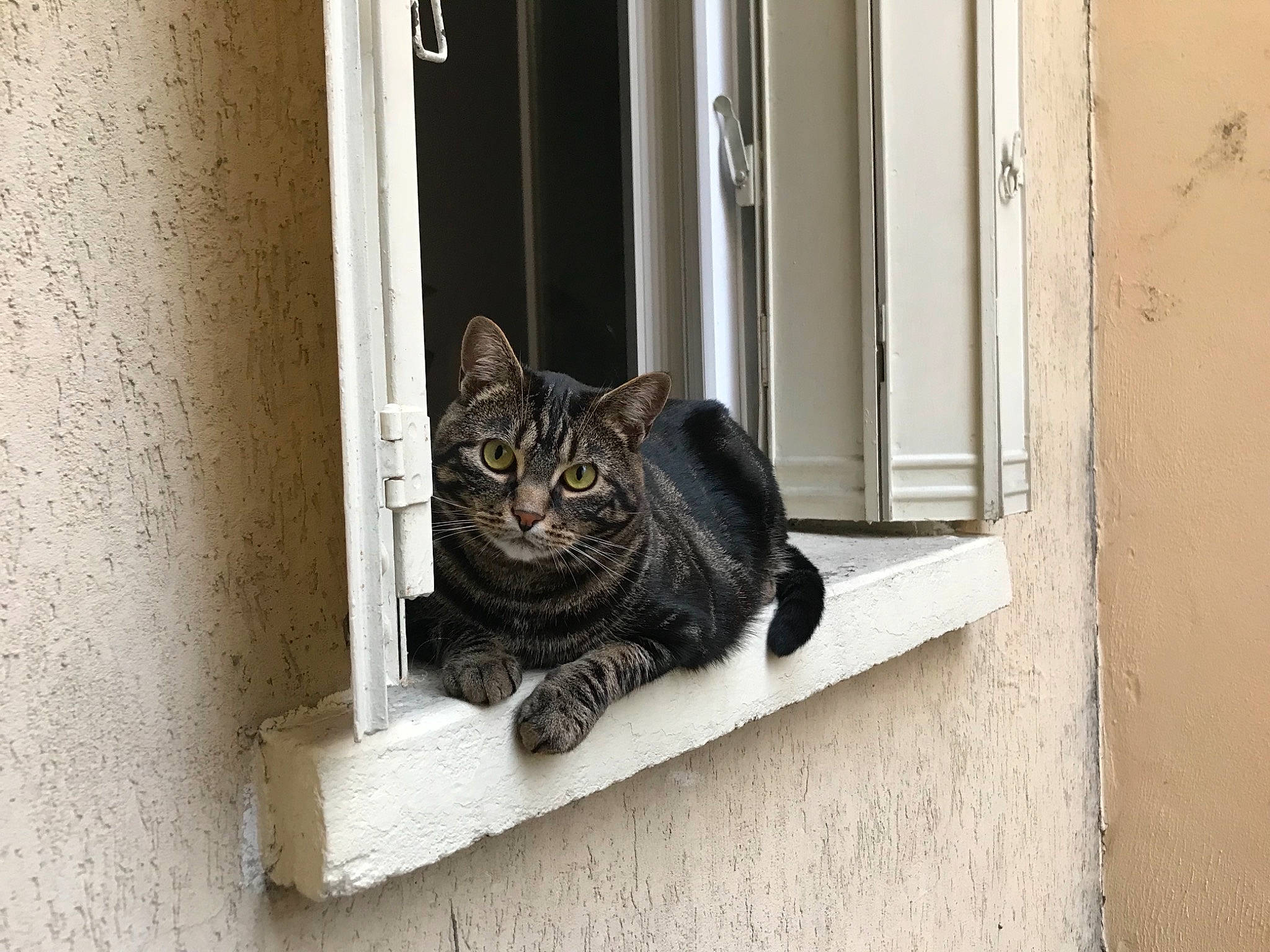 Finnegan participe au concours pour gagner de l'argent avec cette photo : black_cat, carnivore, cat, domestic_short_haired_cat, door, facade, felidae, fur, grey, home_door, monochrome, monochrome_photography, sitting, small_to_medium_sized_cats, snout, tail, terrestrial_animal, whiskers, window, wood