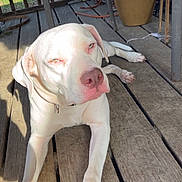 Sassy is registered to the contest to win money with this photo: dog, porch, wooden_floor, sunlight, relaxing, pet, animal, fence, chair, outdoor, daylight, curious, lying_down, white_dog, brown_dog, domestic, canine, resting, shadows, collar